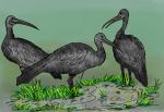 Ibise Birds