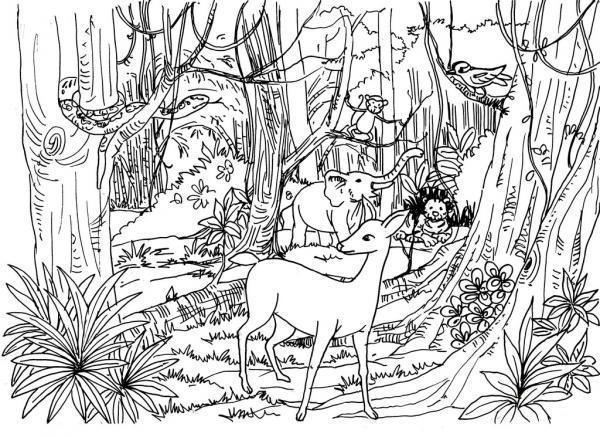 Wildlife